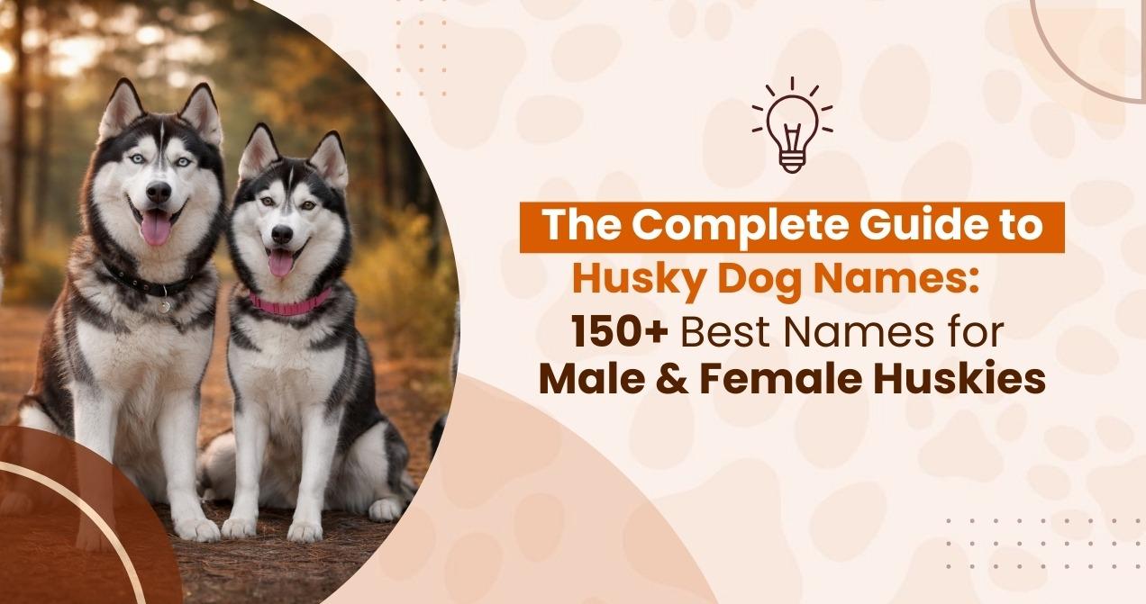 The Complete Guide to Husky Dog Names: 150+ Best Names for Male & Female Huskies